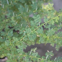 Vachellia planifrons (Wight & Arn.) Ragup., Seigler, Ebinger & Maslin